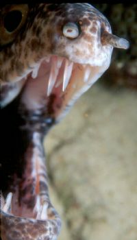 Say Ahhh.  Spotted eel taken in Roatan w/NikV, 35mm lens ... by Beverly Speed 